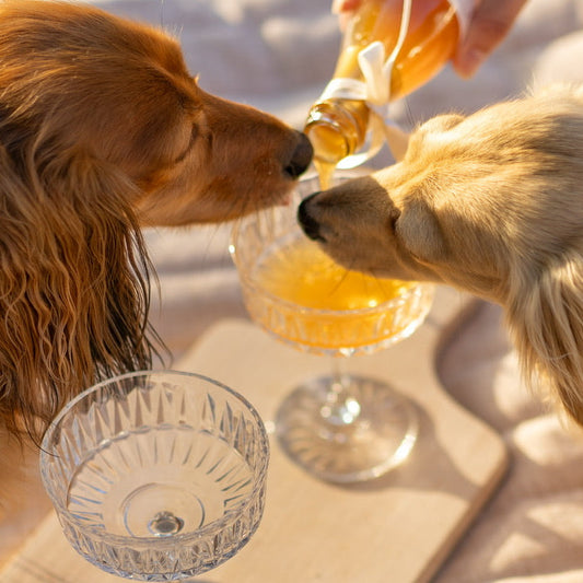 Doggy Drinks