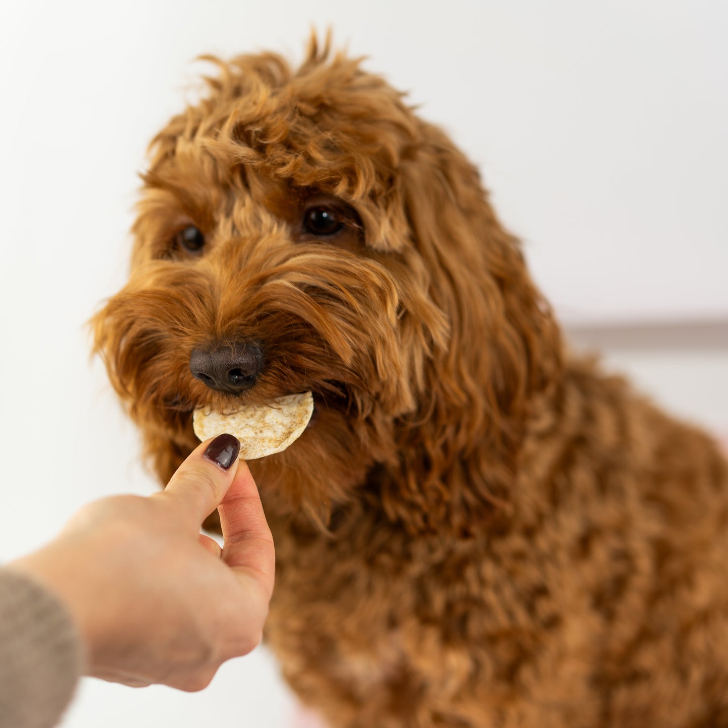 Dog Pops met krekel en honing