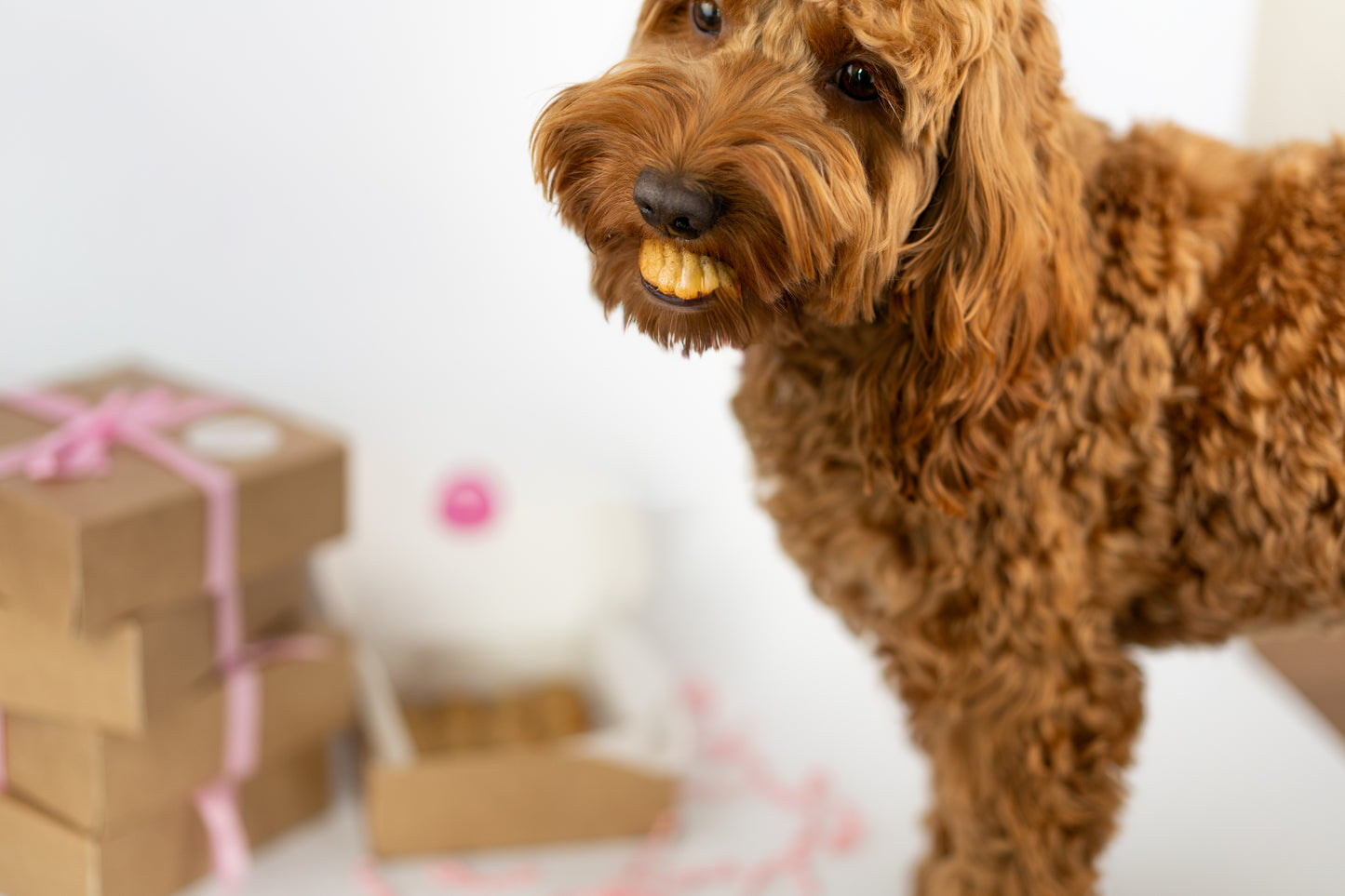 Pawdeleines (honden madeleines)