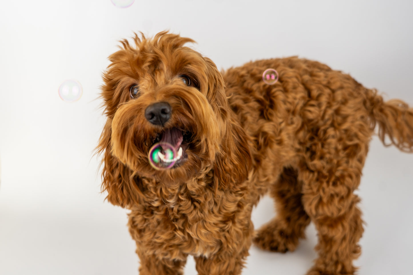 Meaty Bubbles - Peanut Butter