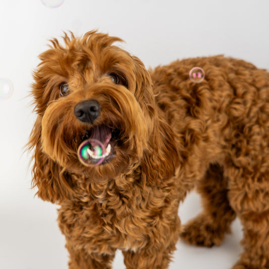 Meaty Bubbels - Peanut Butter