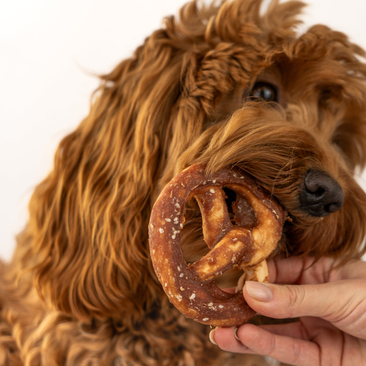 Pretzel Eend