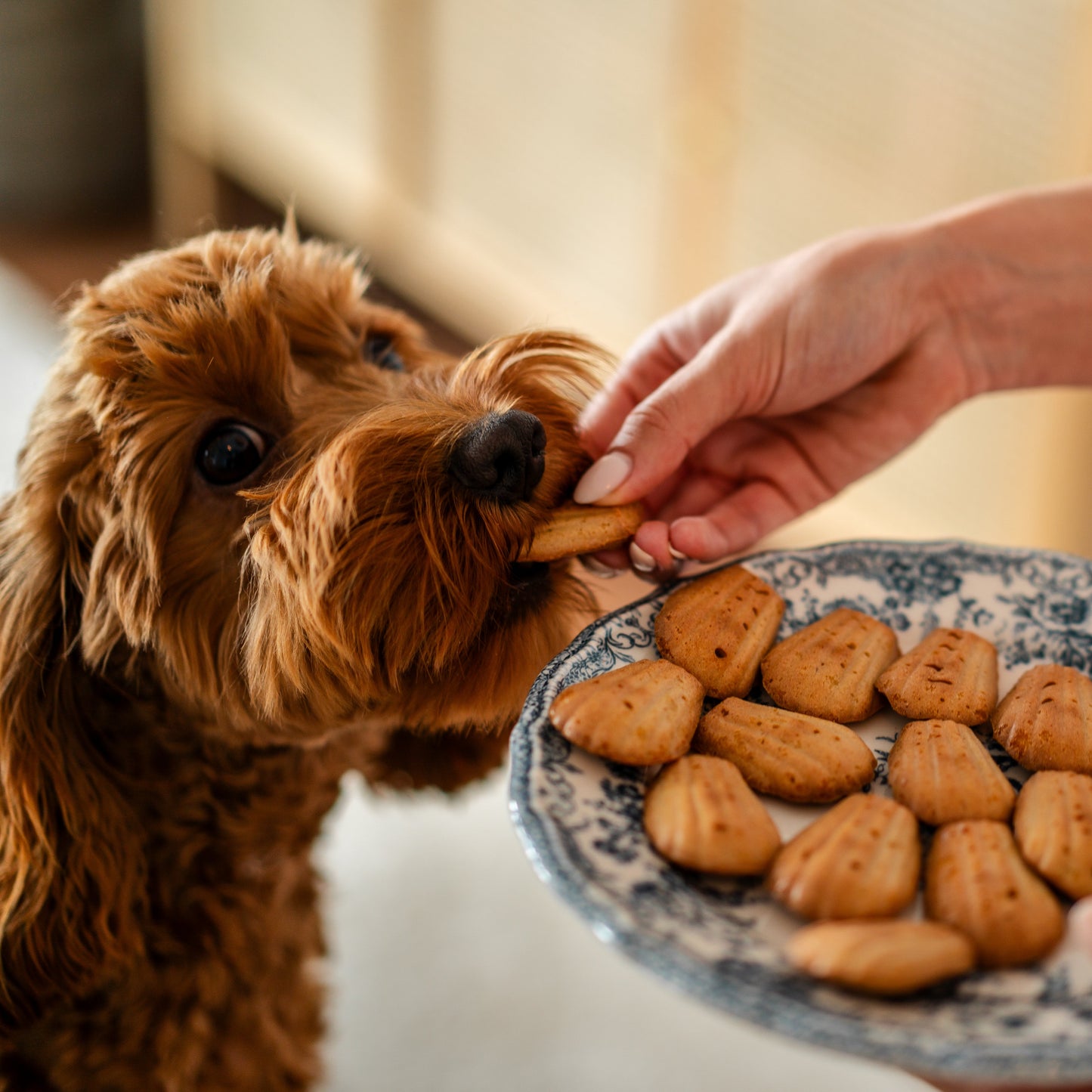 Pawdeleines (honden madeleines)