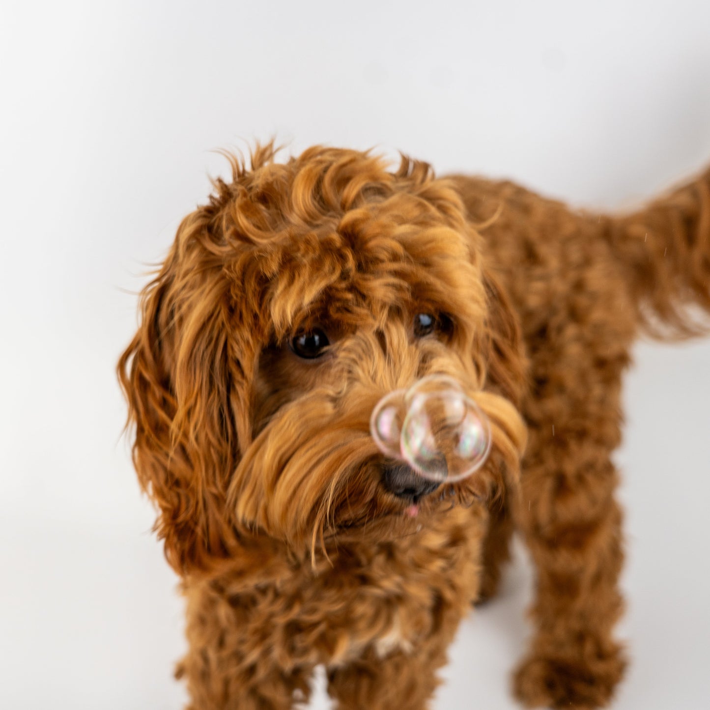 Bellenblaas voor honden