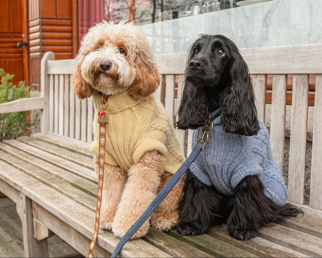 Valentijns Dog Lunch 2026