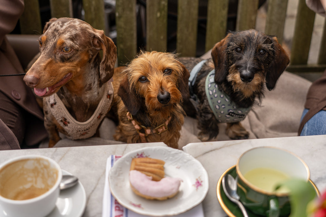 The Dog Petit Déjeuner Fête