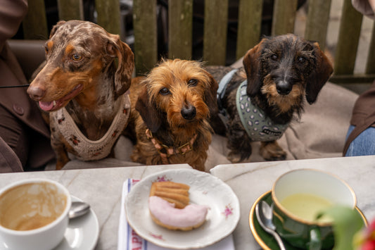 The Dog Petit Déjeuner Fête