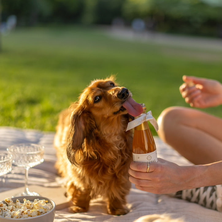 Doggy Drinks