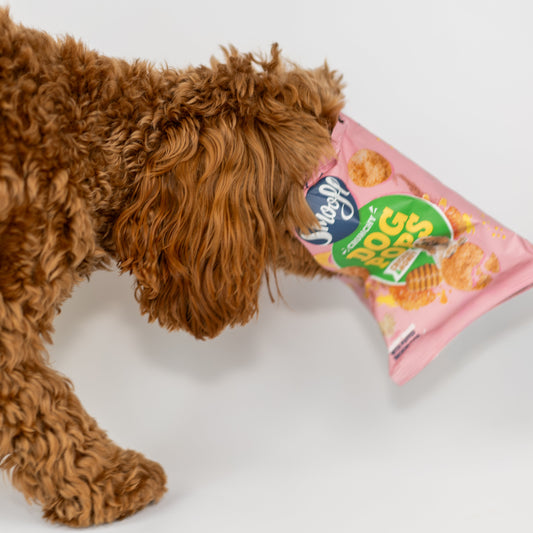 Dog Pops met krekel en honing