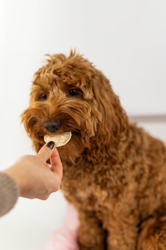 Dog Pops met krekel en honing