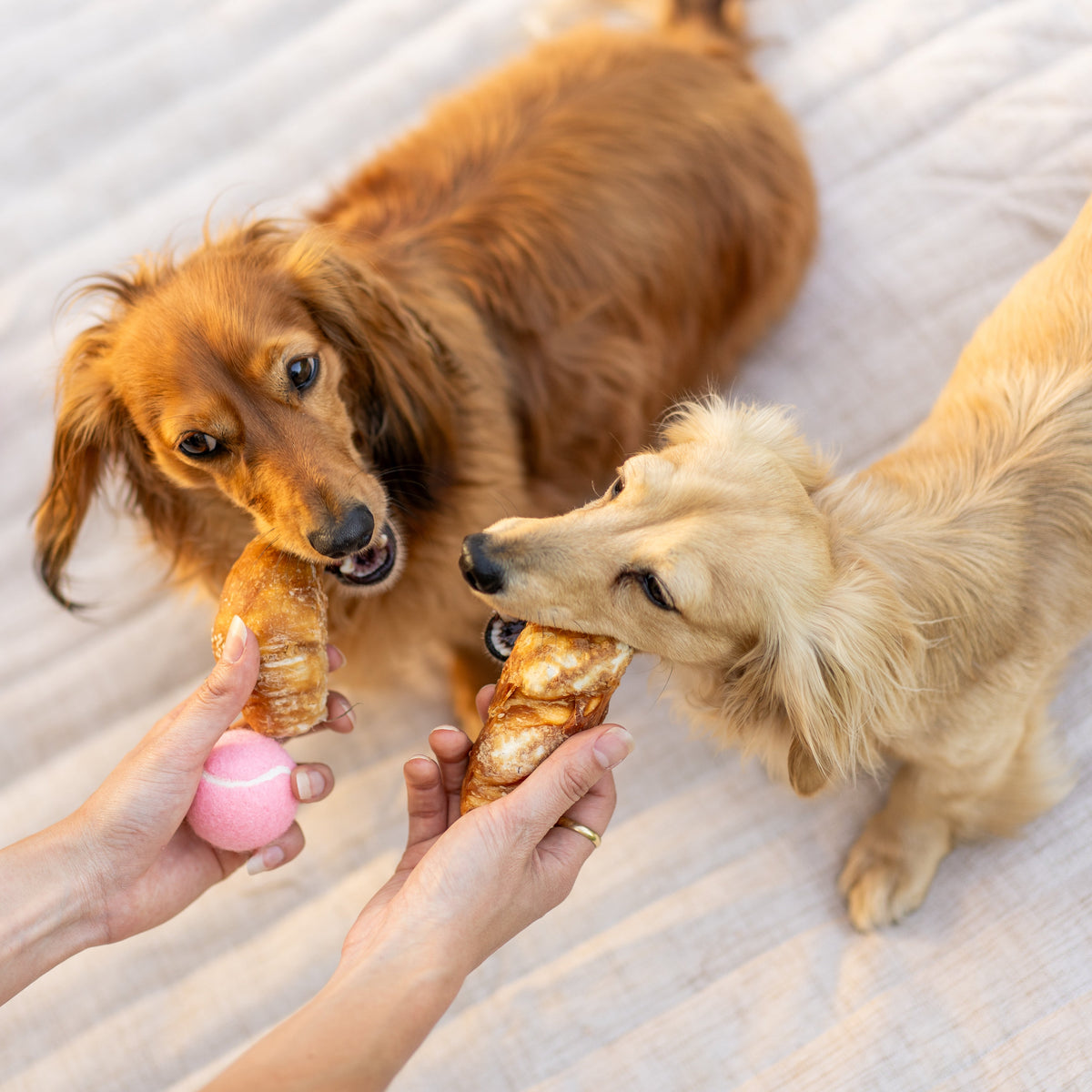 Chew Bundle