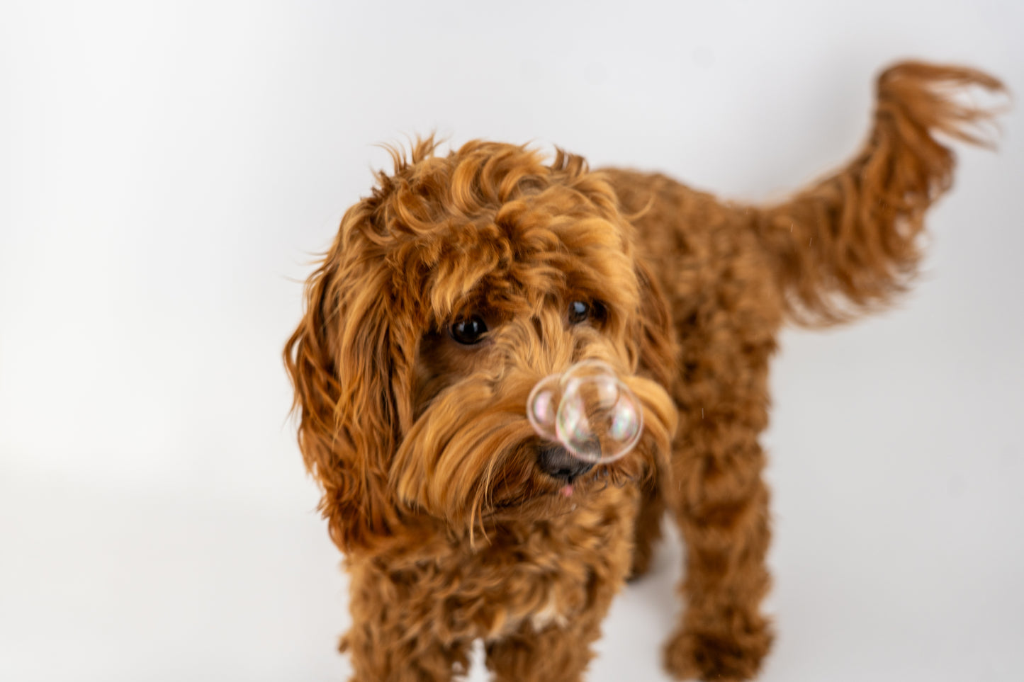 Meaty Bubbles - Birthday Cake
