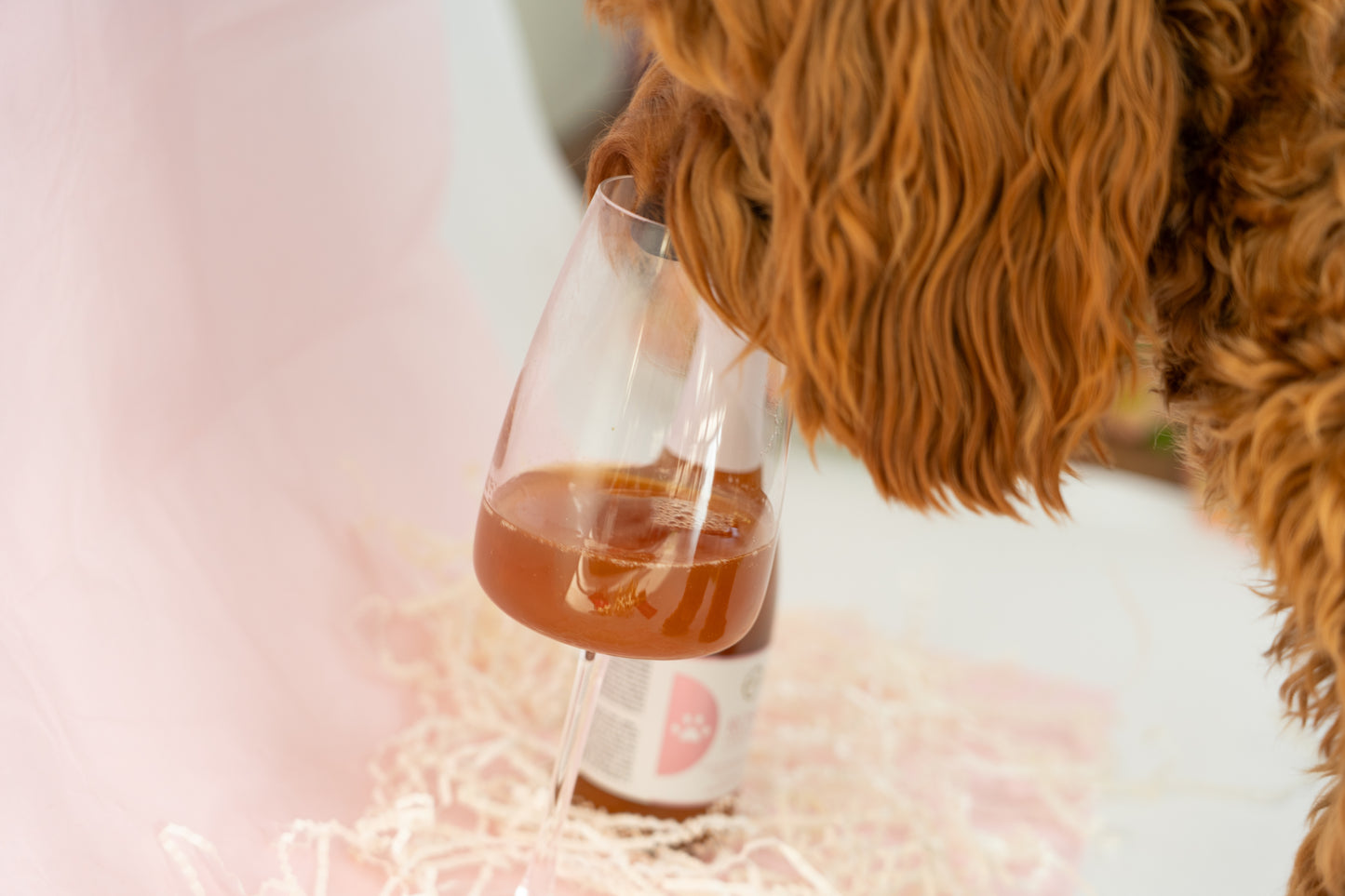 Rosé for dogs