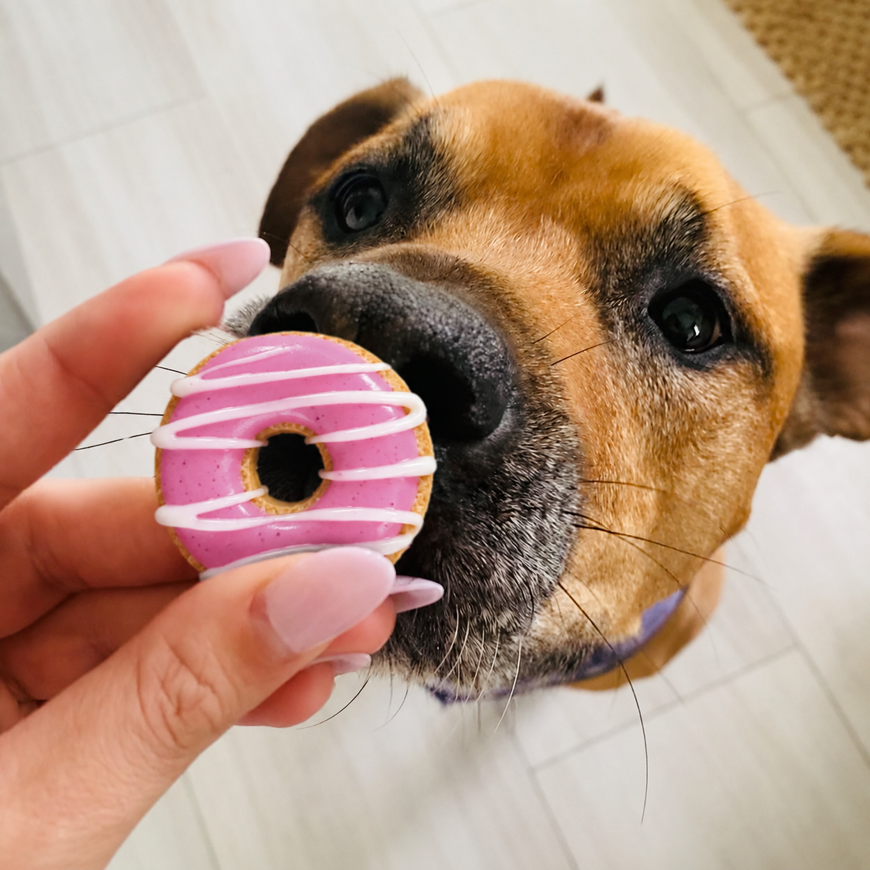 Donut