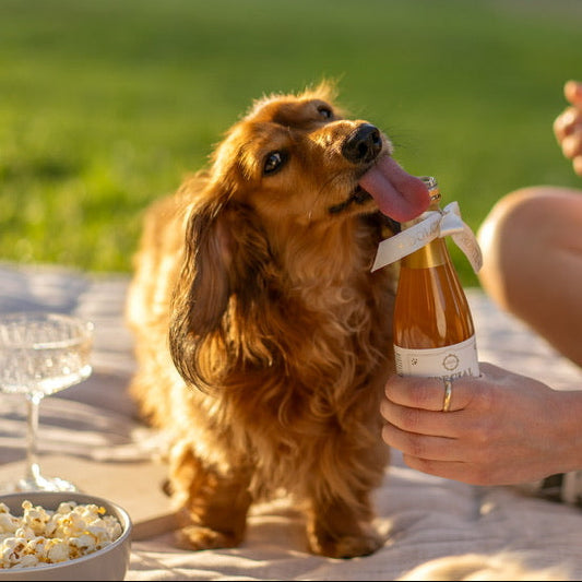 hond drinkt Honden Champagne van De Hondenbakkerij