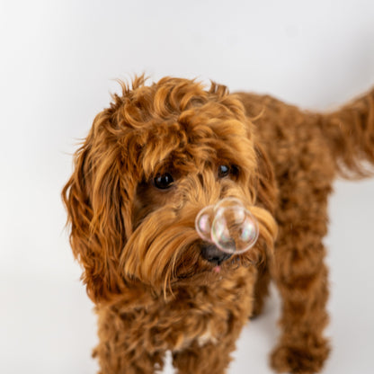 Bellenblaas voor honden